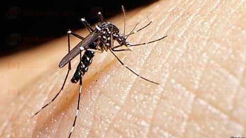 Michoacán se mantiene libre de chikungunya