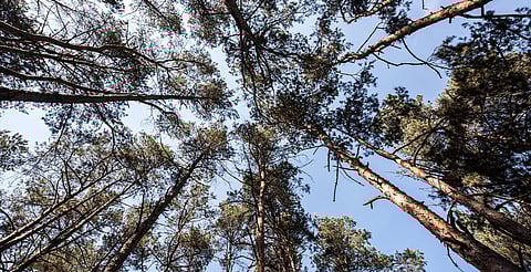 Alrededor de 10 iniciativas sobre medioambiente, en primer periodo de sesiones en Congreso de Michoacán
