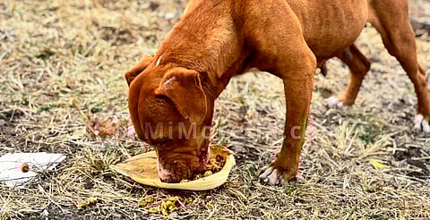 “Pancitas llenas”: Una década llevando cena a perritos en situación de calle