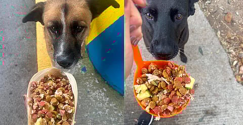 Pancitas Llenas: Una noche de amor y esperanza para más de 2 mil almas peludas