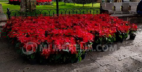 Retiran 15 mil nochebuenas de jardines de Morelia; nuevas flores, hasta marzo