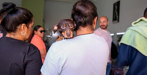 Habrá este sábado jornada de esterilización de perros y gatos en Villas del Pedregal