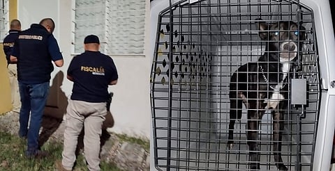 Rescatan a perrito que sufría maltrato animal en fraccionamiento de Morelia