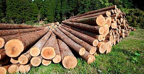 Reforzarán vigilancia en bosques del sur ante tala de árboles