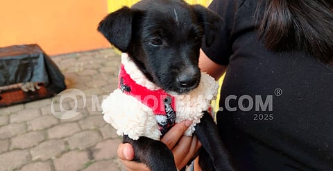 Hasta 20 perritos o gatitos logran tener un hogar en ferias de adopción en Morelia: rescatista