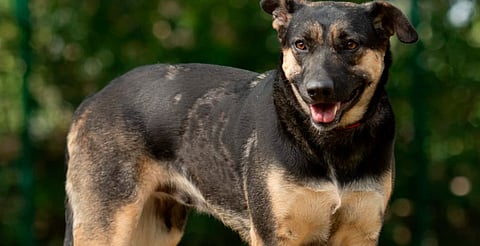 ¡Adopta y cambia una vida! Habrá feria de adopción en Morelia este 15 de febrero