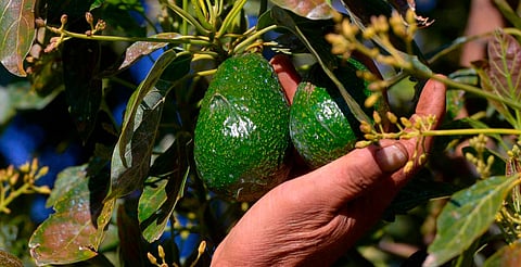 Certificación ProForest Avocado protege 49 mil huertas exportadoras de aguacate