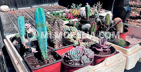 Habrá trueque de plantas en Morelia para ayudar a asociación Convihve