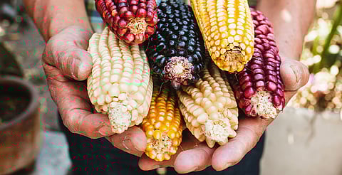Con esta medida, México refuerza su papel como guardián de una de las especies agrícolas más importantes a nivel mundial