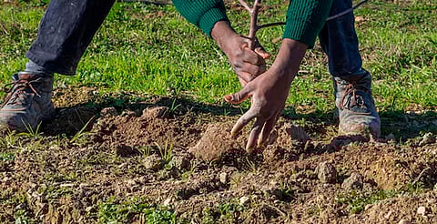 A reforestar 37 árboles de pino, condicionan a dos señalados de delitos contra el ambiente