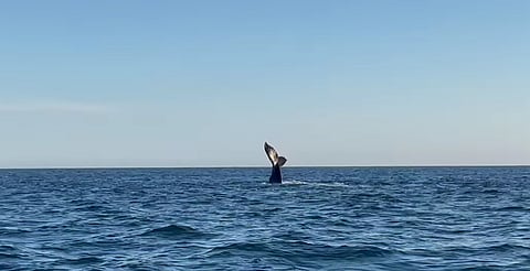 Por terminar, temporada de avistamiento de ballenas en Michoacán; fechas disponibles