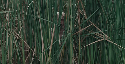 Estrenarán en Morelia película de terror grabada en lago de Pátzcuaro