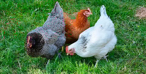 Gripe aviar H5N1 en México: Ssa descarta más casos en humanos