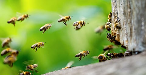 PC Morelia recomienda tomar precauciones por enjambre de abejas en puente peatonal
