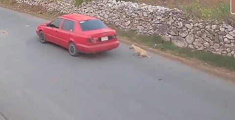 Captan video de perrito siendo arrastrado por un conductor en Hidalgo