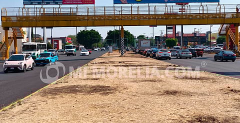Plantarán más árboles de los que se retiraron en la obra del Distribuidor Vial de Salida a Pátzcuaro