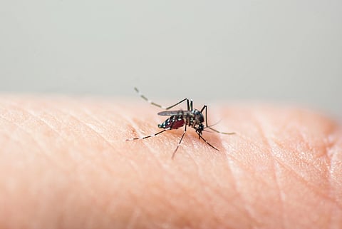 Michoacán alcanza los 247 casos confirmados de dengue en 2025