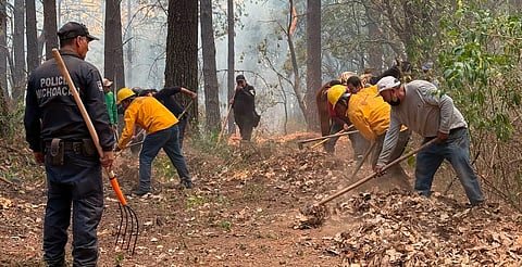 Controlado al 50%, el incendio en el Santuario de la Mariposa Monarca: Cofom