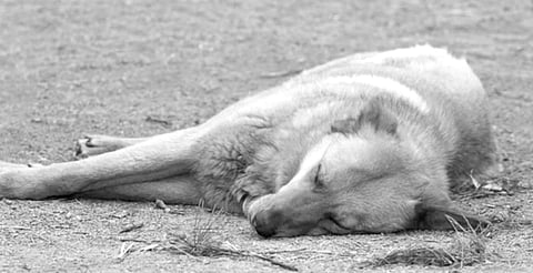 Denuncian incremento de hasta 200% en envenenamientos de animales en Uruapan