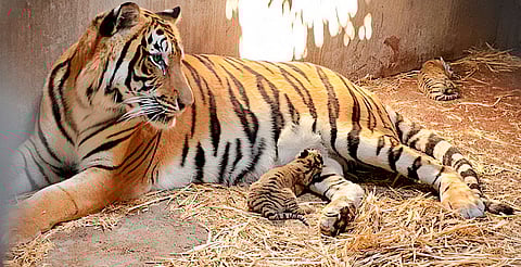 Asegura Profepa 119 animales en el Zoológico de Culiacán por irregularidades