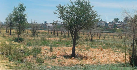 Reforestan y embellecen el Bosque Bicentenario, al norte de Morelia
