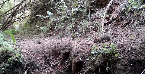 Reaparece el conejo de Omiltemi que se creía extinto en México