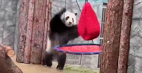 ‘Kung Fu Panda’ real; la historia de Katiusha, estrella del zoo ruso