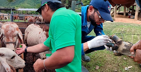 Reportan 41 casos de miasis por gusano barrenador en Honduras 