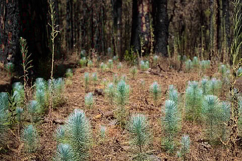 A reforestar 60 árboles de pino, condicionan a vinculado a proceso por delitos contra el ambiente