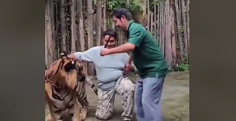 Tigre ataca a turista que intentó tomarse una selfie en parque de Tailandia