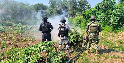 Más de 470 kg de droga, asegurada en mayo en Michoacán: SSP