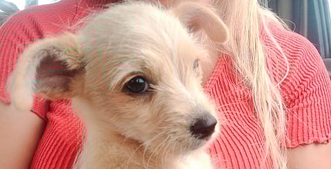 Invitan a rescatistas independientes a sumarse a Feria de Adopción en Morelia
