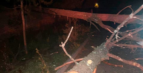 ¡Precaución! Árbol derribado bloquea tramo en la Pátzcuaro–Salvador Escalante