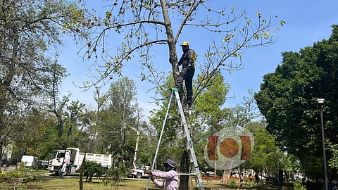 Avanza segunda etapa de poda sanitaria en bosque Cuauhtémoc de Morelia