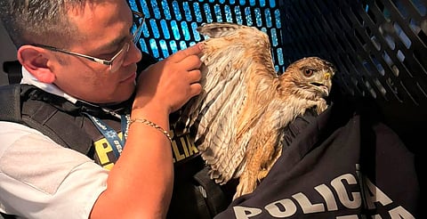 Policía Morelia rescata halcón herido; presentaba signos de desnutrición