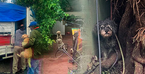 Vecinos denuncian maltrato y logran rescatar a 11 perritos en Zamora