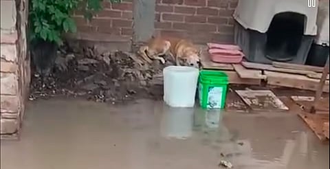 ¡Nos inundamos! Refugio en Morelia pide ayuda urgente para sus peludos [VIDEO]