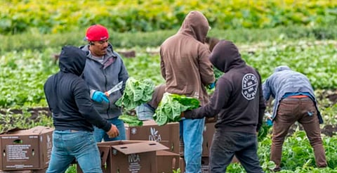 Alertan por consumo de cristal en jornaleros y trabajadores de mercados de abasto