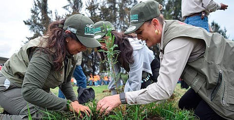 Reforestación, pilar fundamental para restauración de suelos forestales: Cofom