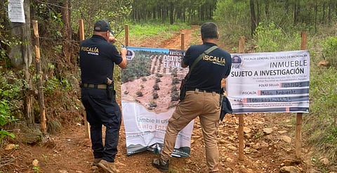 Cae plantío de aguacate en zona boscosa de Opopeo; FGE actúa por denuncia forestal