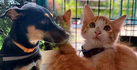 ¡Adopta, no compres! Gatitos y perritos te esperan el próximo fin en Morelia