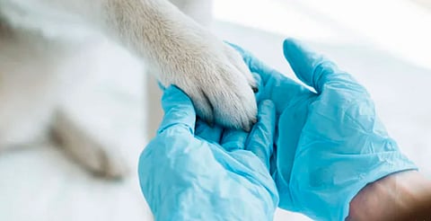 ¿Eres veterinario? Estas especialidades te harán destacar en el mercado