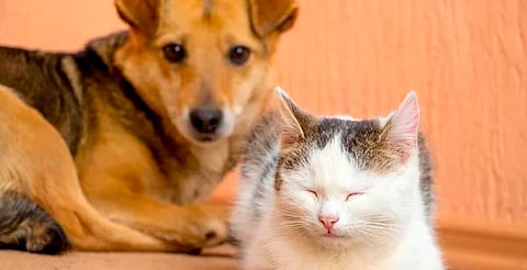 Habrá esterilización gratuita para perros y gatos en Arko San Antonio, Morelia