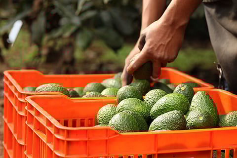 Incumplen aguacateros y limoneros en la formalización laboral: IMSS Michoacán