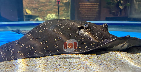 Raya amazónica tiene nuevo hogar en el Zoológico de Morelia