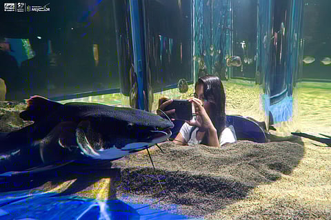 ¡Sumérgete en la experiencia de la nueva pecera 360° del Zoológico de Morelia!