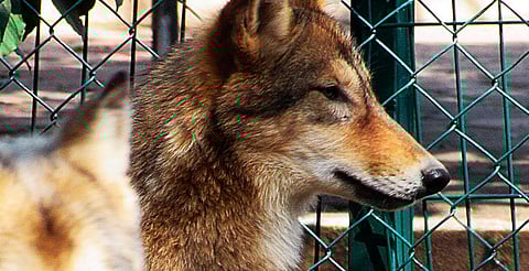 Va zoológico de Morelia por la conservación y preservación del lobo mexicano