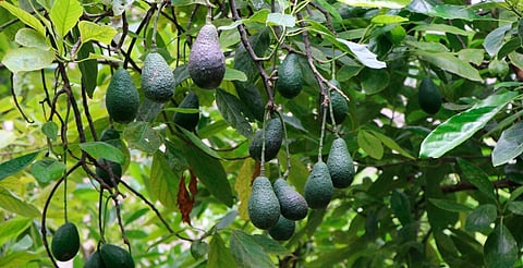 Más de 8 mil huertas en Michoacán, sin certificación para exportar aguacate: SECMA