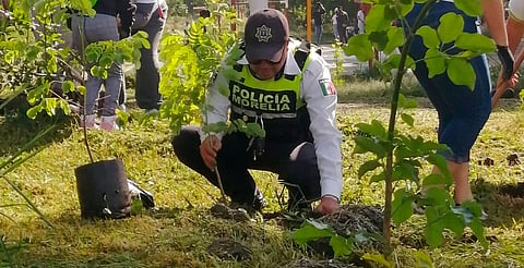 Morelia reafirma su compromiso ambiental con jornada de reforestación en el Parque Lineal Bicentenario