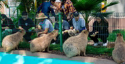 Escápate al zoo de Morelia y vive un verano inolvidable; conoce su horario de temporada